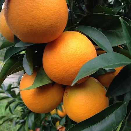 Hotel Magnolia Vieste