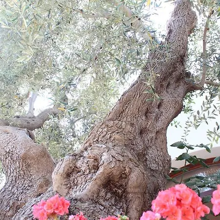 Magnolia Vieste
