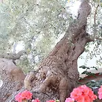 Magnolia Vieste