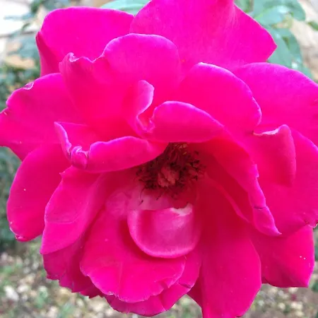 Otel Magnolia Vieste