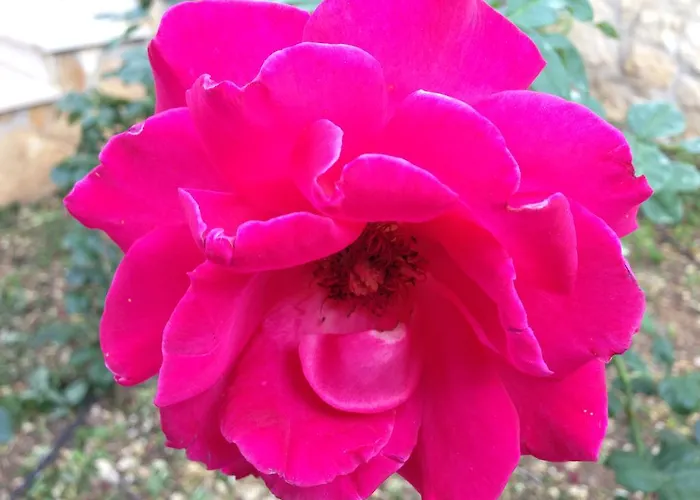 Hotel Magnolia Vieste