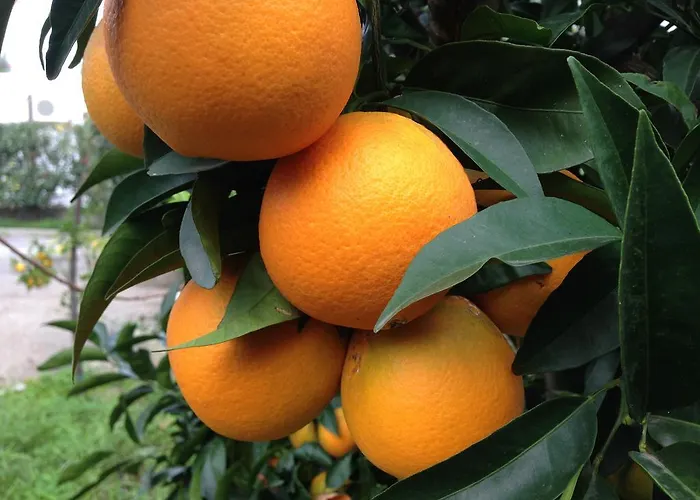 Hotel Magnolia Vieste